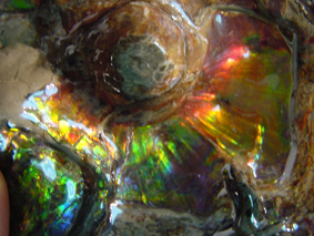 ammonite.jpg